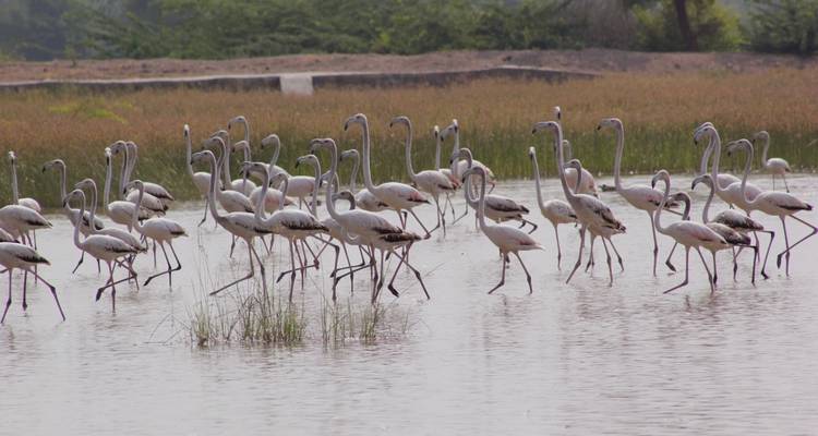 Golden Horizon: Sand Dunes Trail from Jodhpur to Jaipur - Agora Voyages OPC Pvt Ltd 9