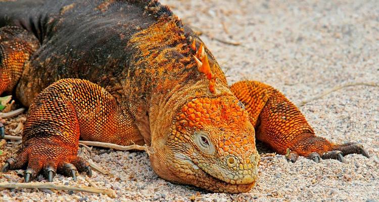 7 jours d'excursion à petit prix aux îles Galápagos à San Cristobal - Responsible Travel South America 1