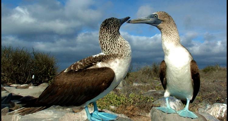 7 jours d'excursion à petit prix aux îles Galápagos à San Cristobal - Responsible Travel South America 3