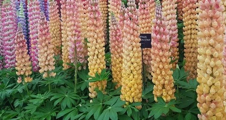 Chelsea Flower Show (vers l'ouest) 2026 - Blue-Roads Touring 1