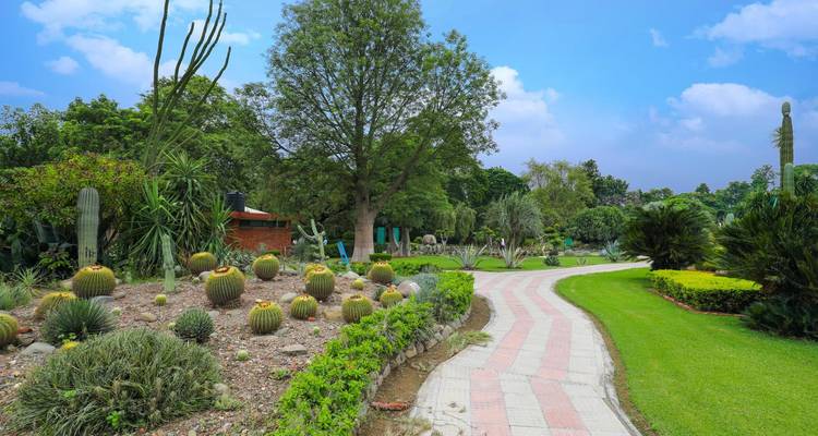 Lush garden path with various plants and cacti.