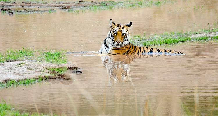 India Wildlife with Taj Mahal Tour - UncleSam Holidays 4