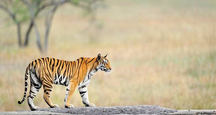 India Wildlife with Taj Mahal Tour - UncleSam Holidays 6