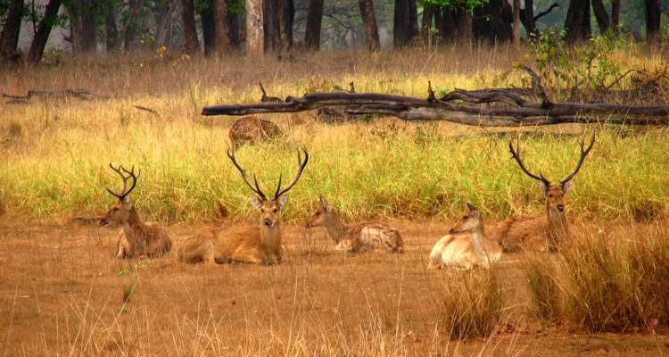 India Wildlife with Taj Mahal Tour - UncleSam Holidays 7