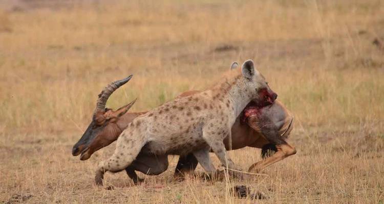 Eine Hyäne, die eine Antilope in einer dramatischen Wildtierszene fängt.