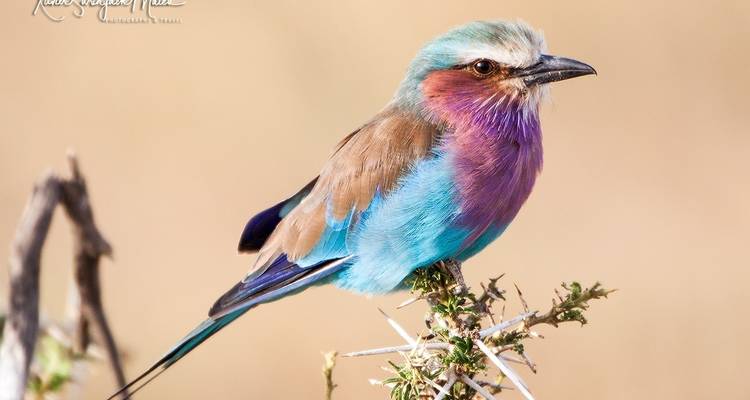 Ein bunter Vogel, der auf einem Ast sitzt.