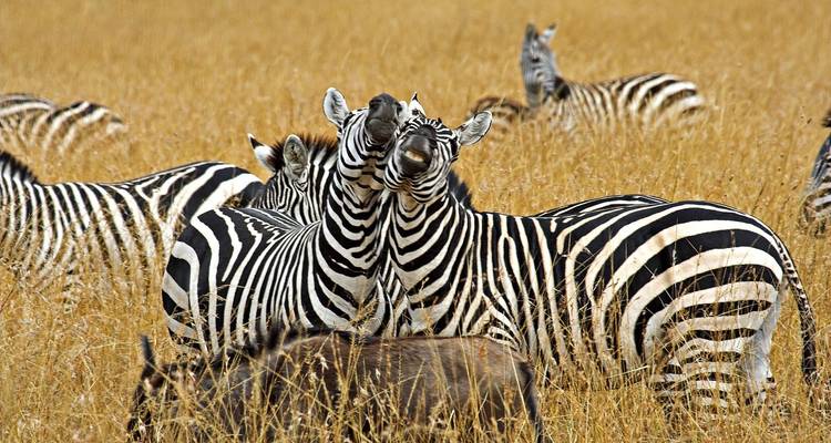 Zebras zeigen Zuneigung auf einer grasbewachsenen Wiese.