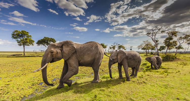 3 Days Masai Mara Tented Camping Safari - Dallago Tours Kenya-Tanzania 3