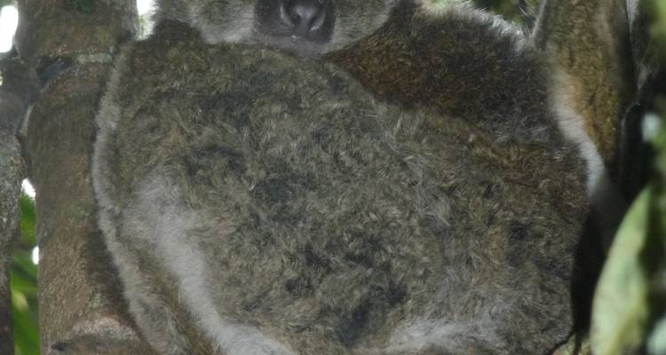 Close-up of a lemur sleeping in a tree.
