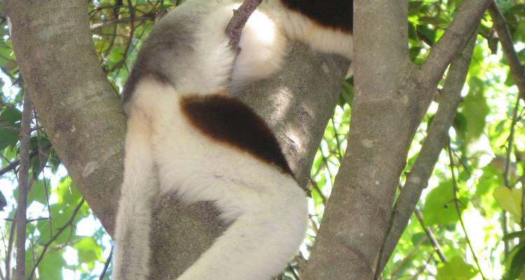 Lemur resting on a tree branch in a forested area.