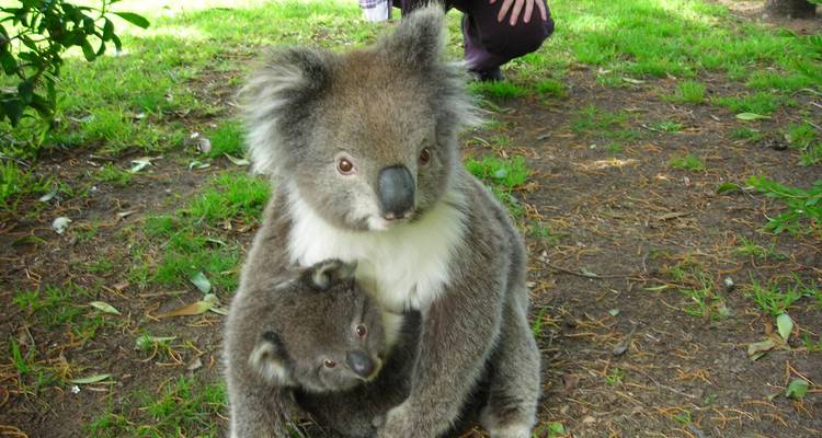 Private 3 day Melbourne to Adelaide experience - Australian Natural Treasures Touring 4