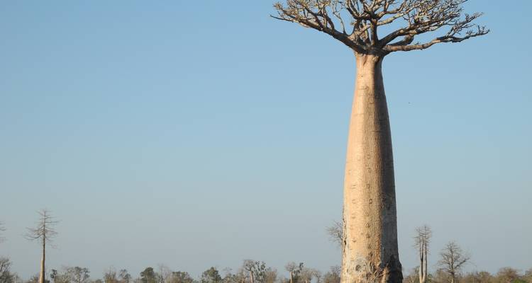 Discovery of the contrasting trees - Green Island Discovery 8