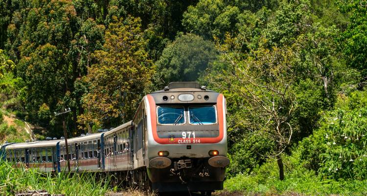 Train de passagers sri-lankais bleu et rouge émergeant d'une forêt verte luxuriante.