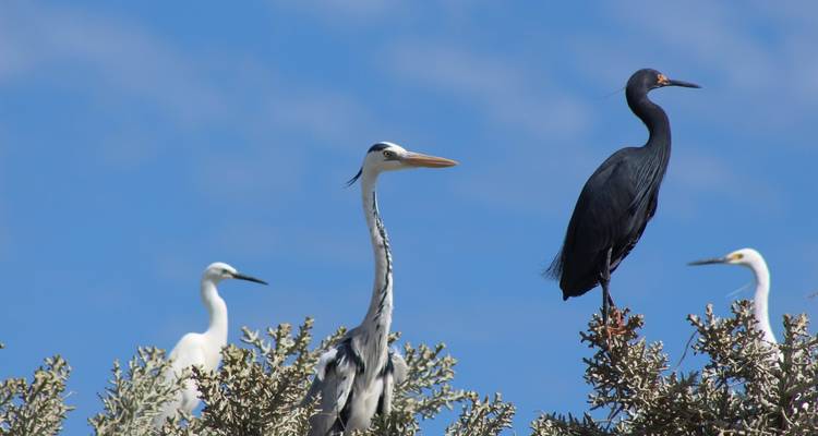 Divers oiseaux perchés sur des branches d'arbre contre un ciel bleu.