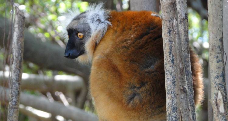 The beautiful lemurs meeting - Green Island Discovery 1