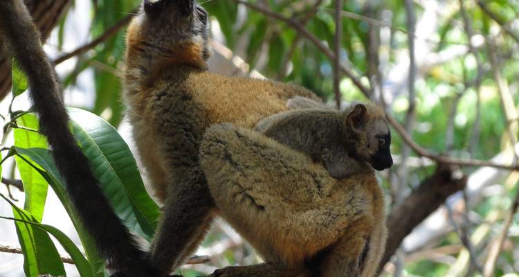 The beautiful lemurs meeting - Green Island Discovery 2