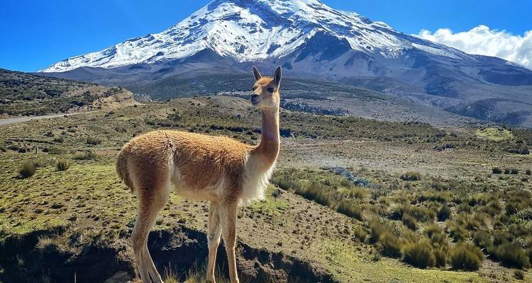 Une vigogne curieuse se dresse dans les prairies avec le majestueux Chimborazo couvert de neige derrière elle.