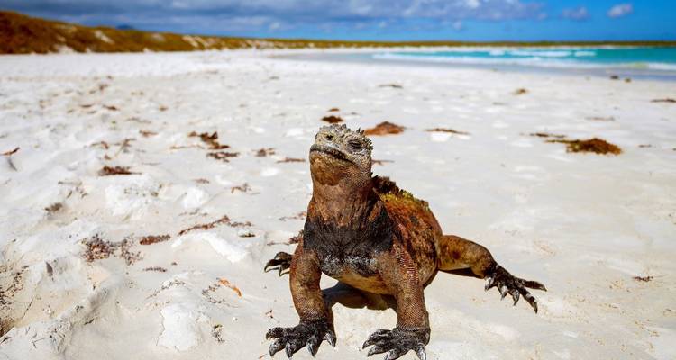 5 Days Galapagos Island Hopping: San Cristobal & Santa Cruz - Responsible Travel South America 3