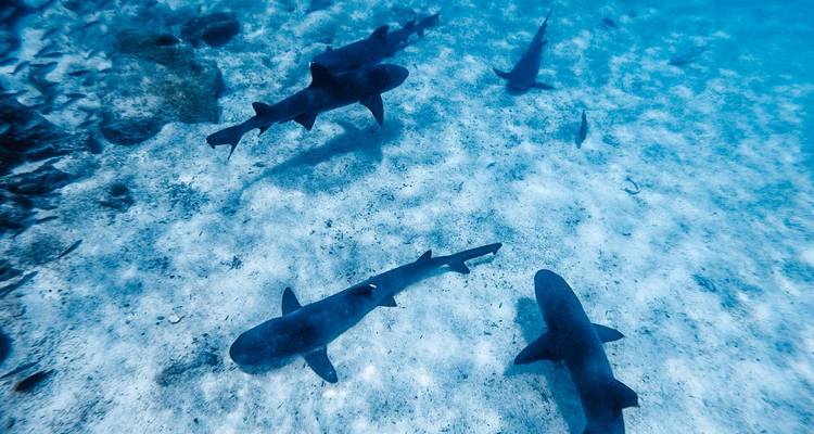 Onderwateropname van verschillende rifhaaien die over een zanderige zeebodem zwemmen in het heldere water van de Galápagos