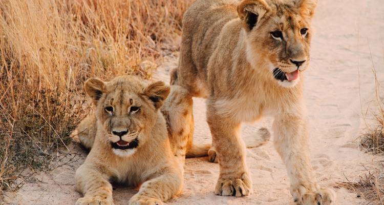 10 jours de safari de luxe dans le Masai Mara au Kenya - Excursion abordable dans la nature et à la plage - Bonvoyage Kenya Safaris 1
