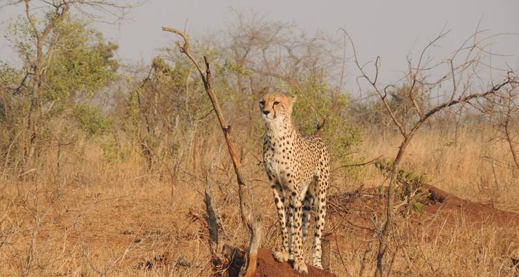 10 jours de safari de luxe dans le Masai Mara au Kenya - Excursion abordable dans la nature et à la plage - Bonvoyage Kenya Safaris 2