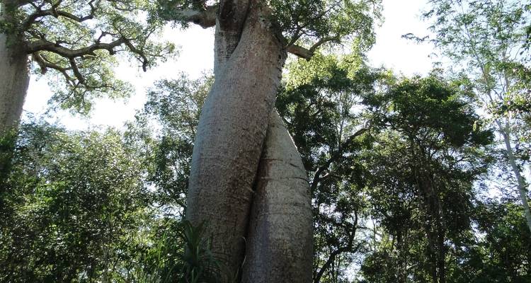 Circuit d'exploration des baobabs - Green Island Discovery 7