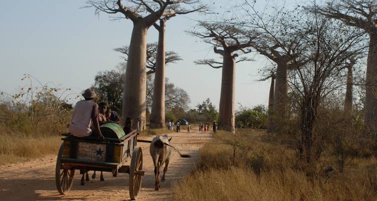 Circuit d'exploration des baobabs - Green Island Discovery 2