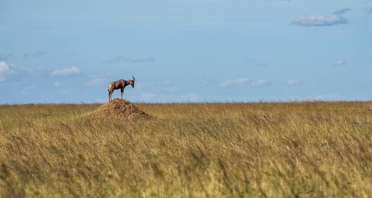 Antelope standing on a mound in a vast savannah.