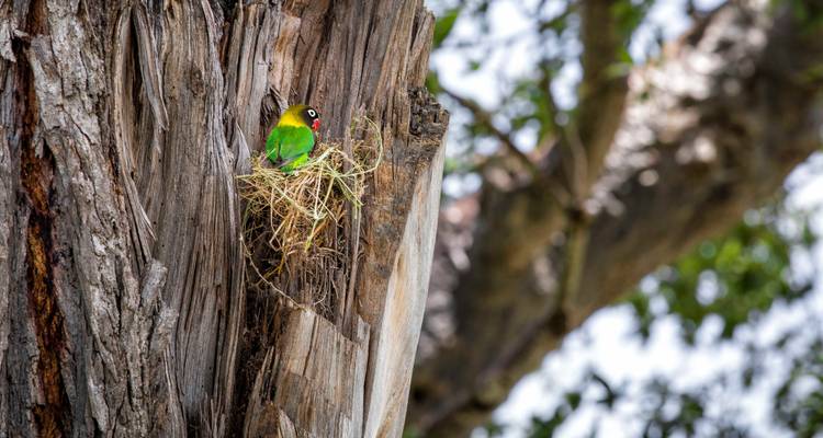Colorful parrot sitting on a tree nest.
