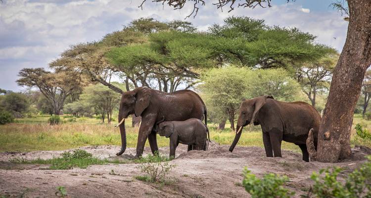 Elephant family in a grassy area with trees in the background.