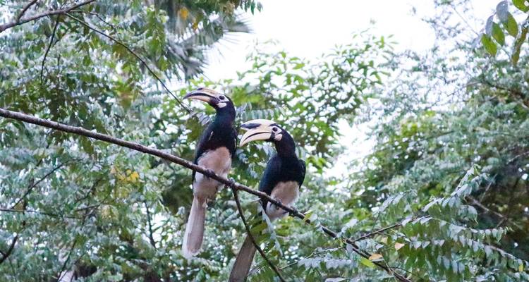 Pareja de aves cálao posadas en una rama en la densa selva tropical.