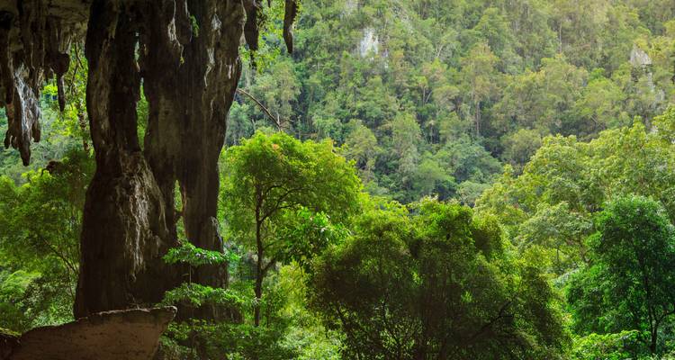 Exuberante selva tropical verde vista desde la entrada de una cueva de piedra caliza en Borneo.