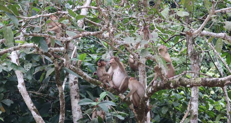 Grupo de monos macacos trepando por ramas enredadas en la densa jungla.