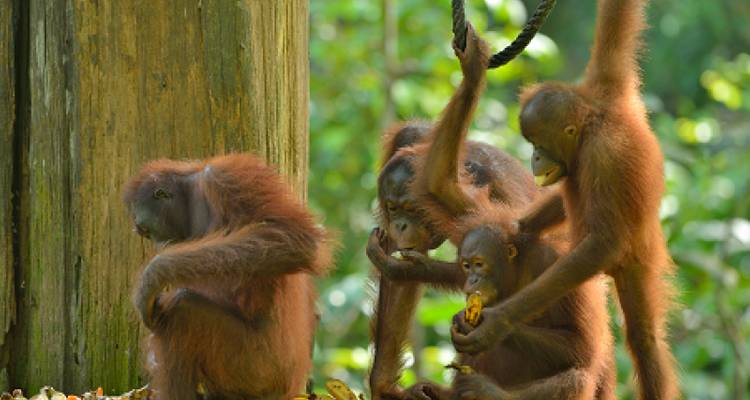 ESCORTED BORNEO ADVENTURE - PREMIUM TOUR - Tweet World Travel 6