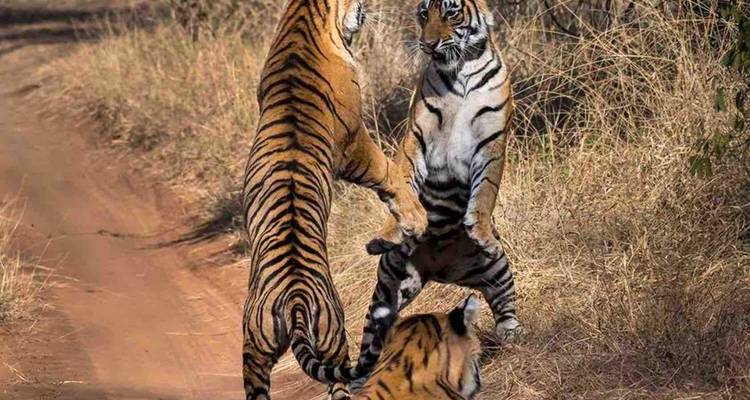 Splendeurs du Nord - Taj, Ghats et Tiger - MTA Destination Management Company 10