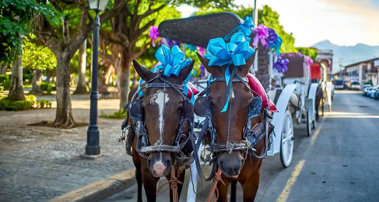 Caballos decorados con carruajes en una calle arbolada.