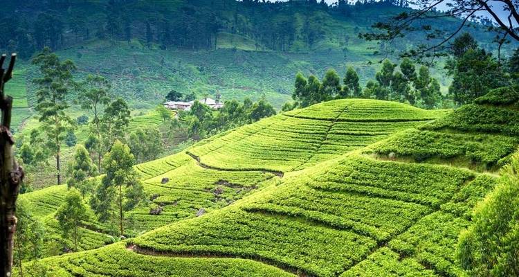 Itinéraire de 4 jours au Sri Lanka - Holiday Lanka Tours 4