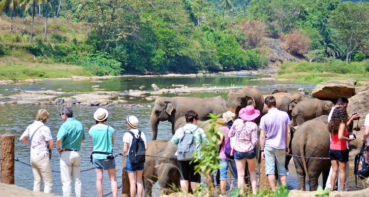A group of people standing near elephants at a riverbank.