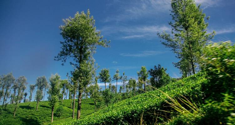 A lush green tea plantation with tall trees and a clear blue sky.