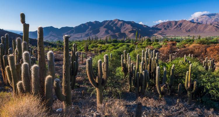 Cactussen met bergen op de achtergrond in Argentinië.