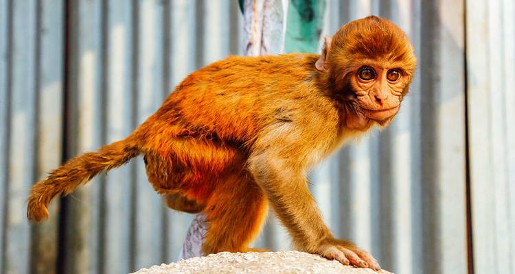 Ein junger Affe, der auf einem Felsen sitzt.