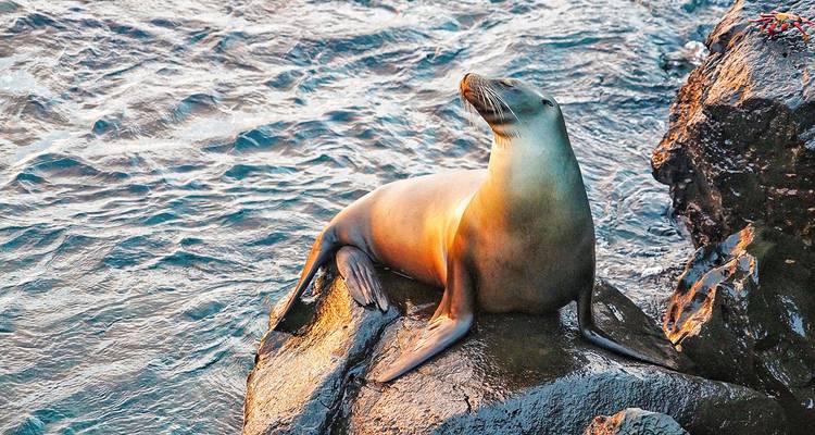 Seelöwe ruht auf felsiger Küste mit Meereshintergrund.
