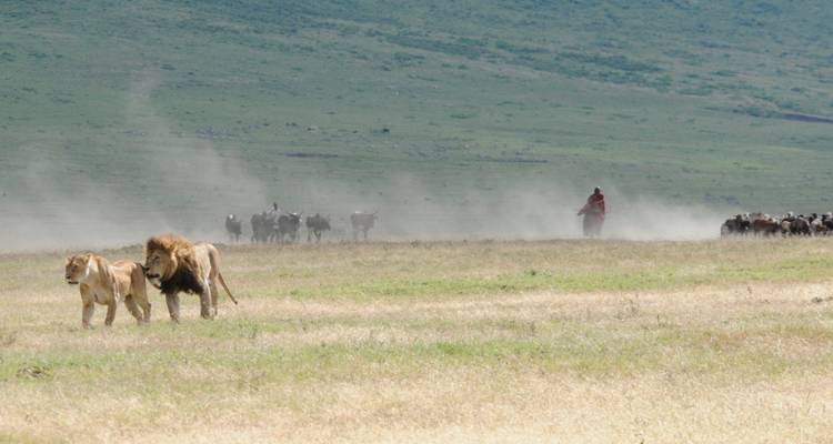 5-Days Private Budget Safari: Tarangire, Serengeti & Ngorongoro - African Polecat Safaris 10