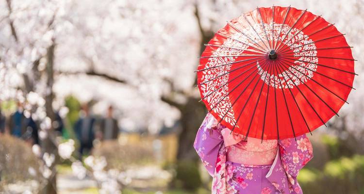 Person in traditional Japanese attire holding a colorful parasol among blooming cherry blossoms.