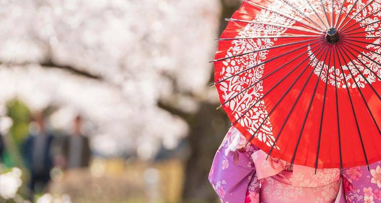 Une personne en kimono coloré tient un parasol rouge parmi les cerisiers en fleurs