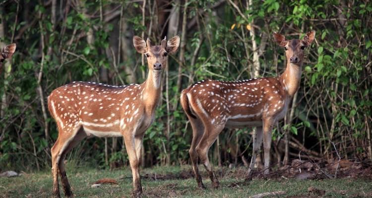 Explorando la Reserva de Tigres de Similipal desde Bhubaneshwar - Agora Voyages OPC Pvt Ltd 2