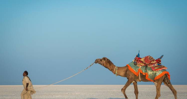 Een persoon die een versierde kameel leidt in een uitgestrekt woestijnlandschap.