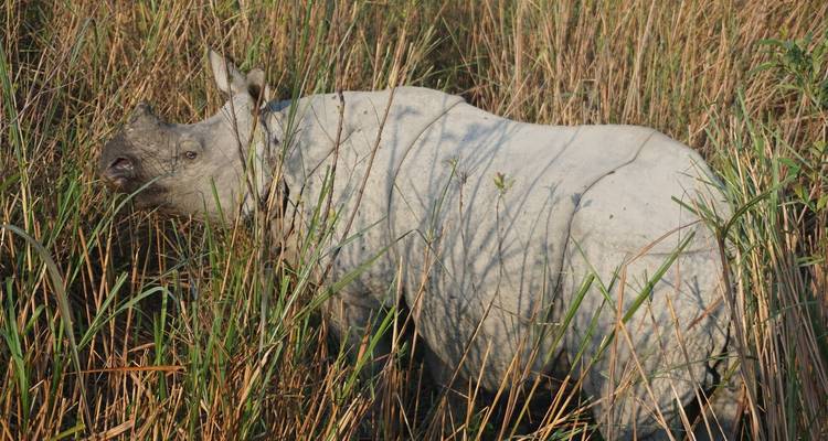 Assam to Arunachal: Biodiversity and Buddhist Heritage Journey - Agora Voyages OPC Pvt Ltd 7