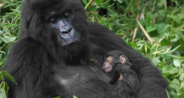 9 Days Rwanda – Uganda Gorilla trekking Experience - New Horizon Africa Safaris 9