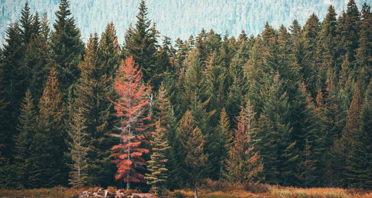 Een enkele levendige rode boom die opvalt tegen een dichte achtergrond van donkergroene naaldbomen in een bergbos.